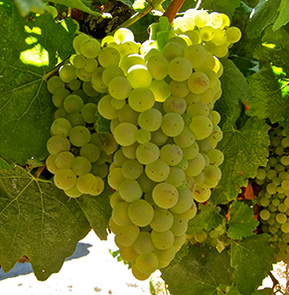 Identificar visualmente o tipo de uva chardonnay